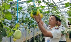 Panen Melon SAE, Rutan Kelas I Palembang Wujudkan Pembinaan Produktif dan Dukung Ketahanan Pangan