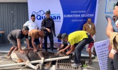 Semangat Berbagi dalam Rangka Idul Adha, BRI Region 4 Palembang Distribusikan 45 Hewan Kurban di Berbagai Daerah di Sumsel, Jambi dan Kepulauan Bangka
